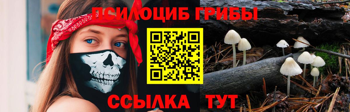 Псилоцибиновые грибы Psilocybine cubensis Вятские Поляны